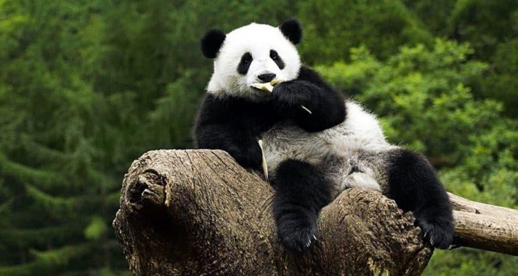 Des pandas attachants et des volcans à couper le souffle sur le GRAND écran du IMAX