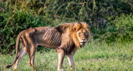 Poésie du quotidien: le règne animal