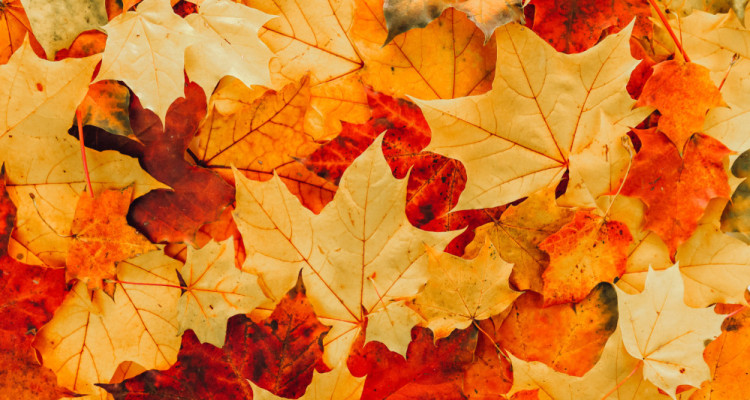 Un automne de découvertes